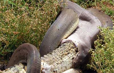 Snake eats crocodile after battle